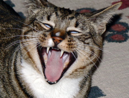 Why is This Cat Laughing? | Stereophile.com